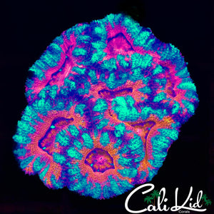 Ultra Acan Mini Colony