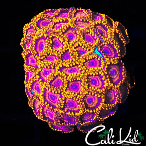 Ultra Zoa Colony