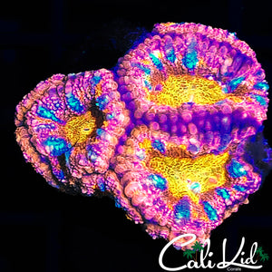 Ultra Acan Quad