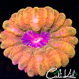 Peach Passion Cynarina