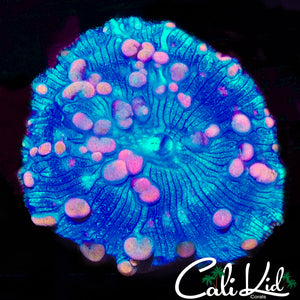 Neptune Bounce Shroom