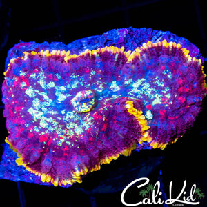 GOLD SKIRT RHODACTIS