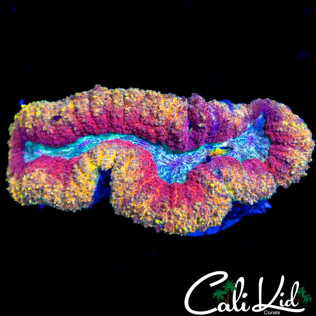 Tri Color Lobo