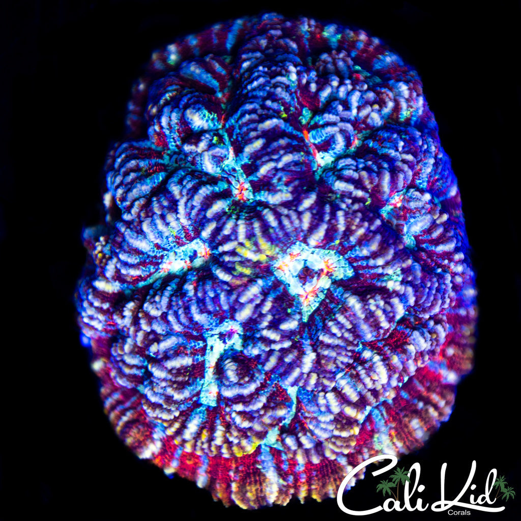 Rainbow Wilsoni Colony