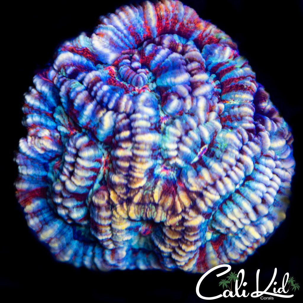 Rainbow Wilsoni Colony