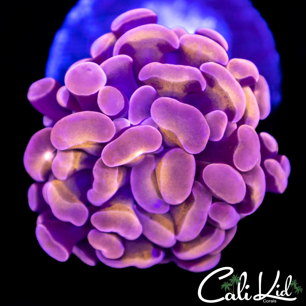 Purple Gold Branching Hammer