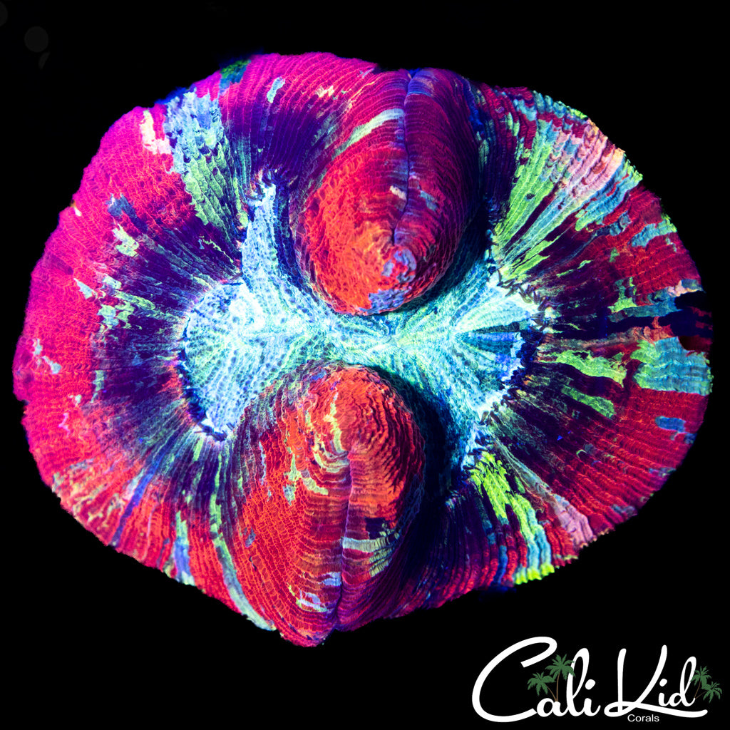 CK Rainbow Trachy