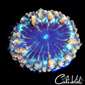 Indo Bubble Blasto