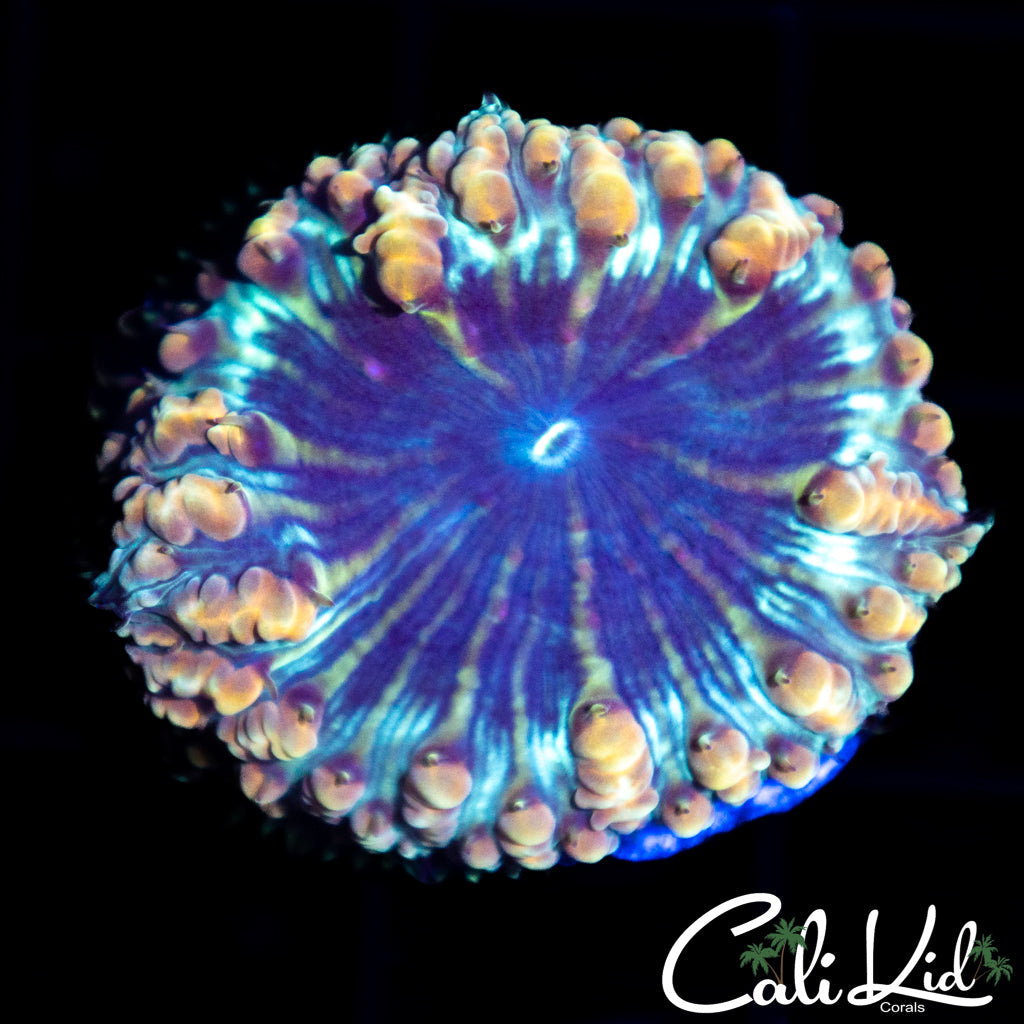 Indo Bubble Blasto