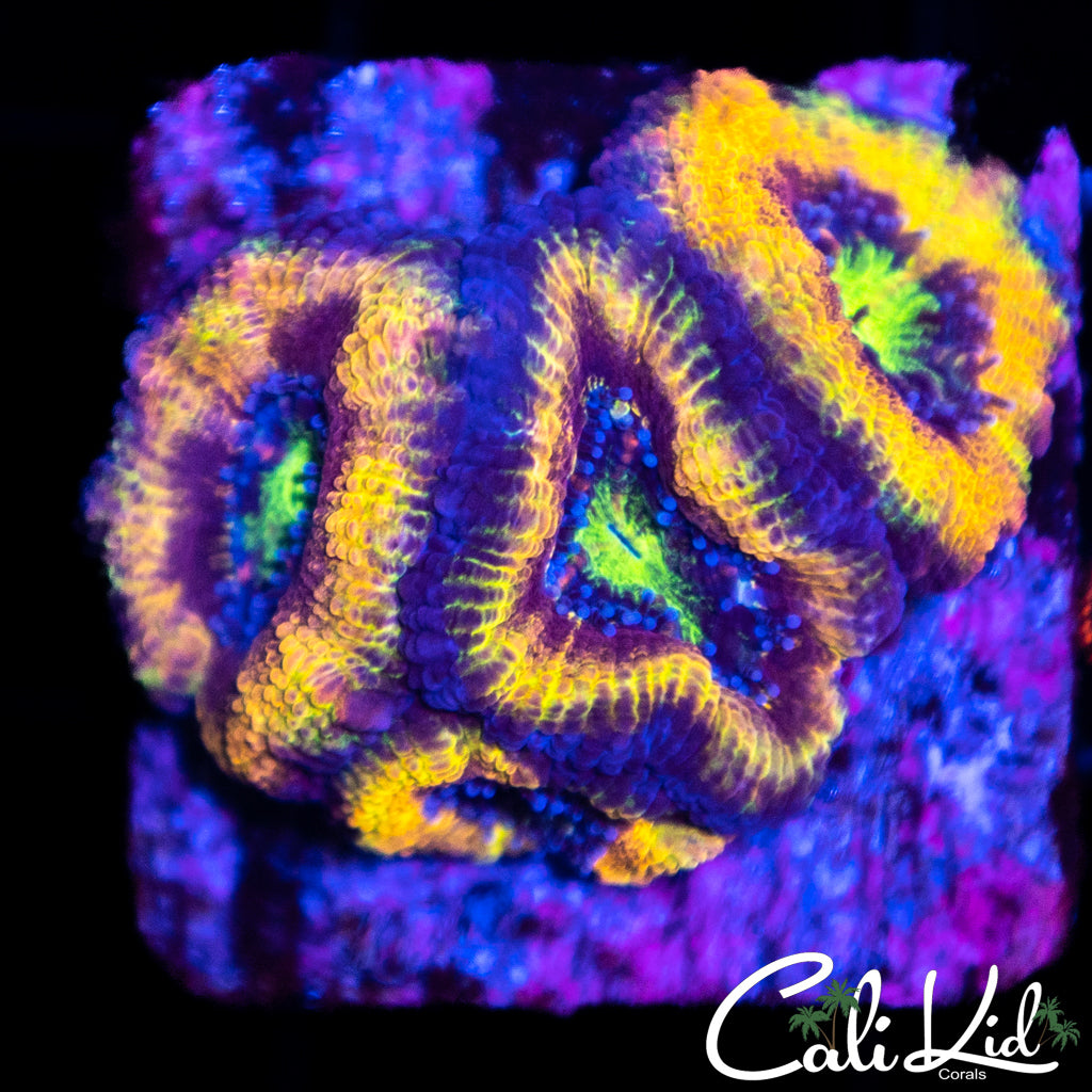 Rainbow Acan Quad
