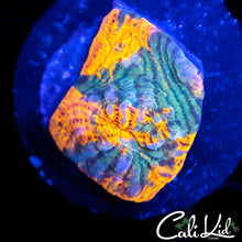 Load image into Gallery viewer, CK Grafted Convict Chalice
