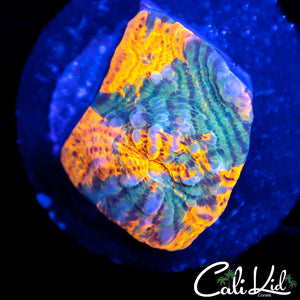CK Grafted Convict Chalice