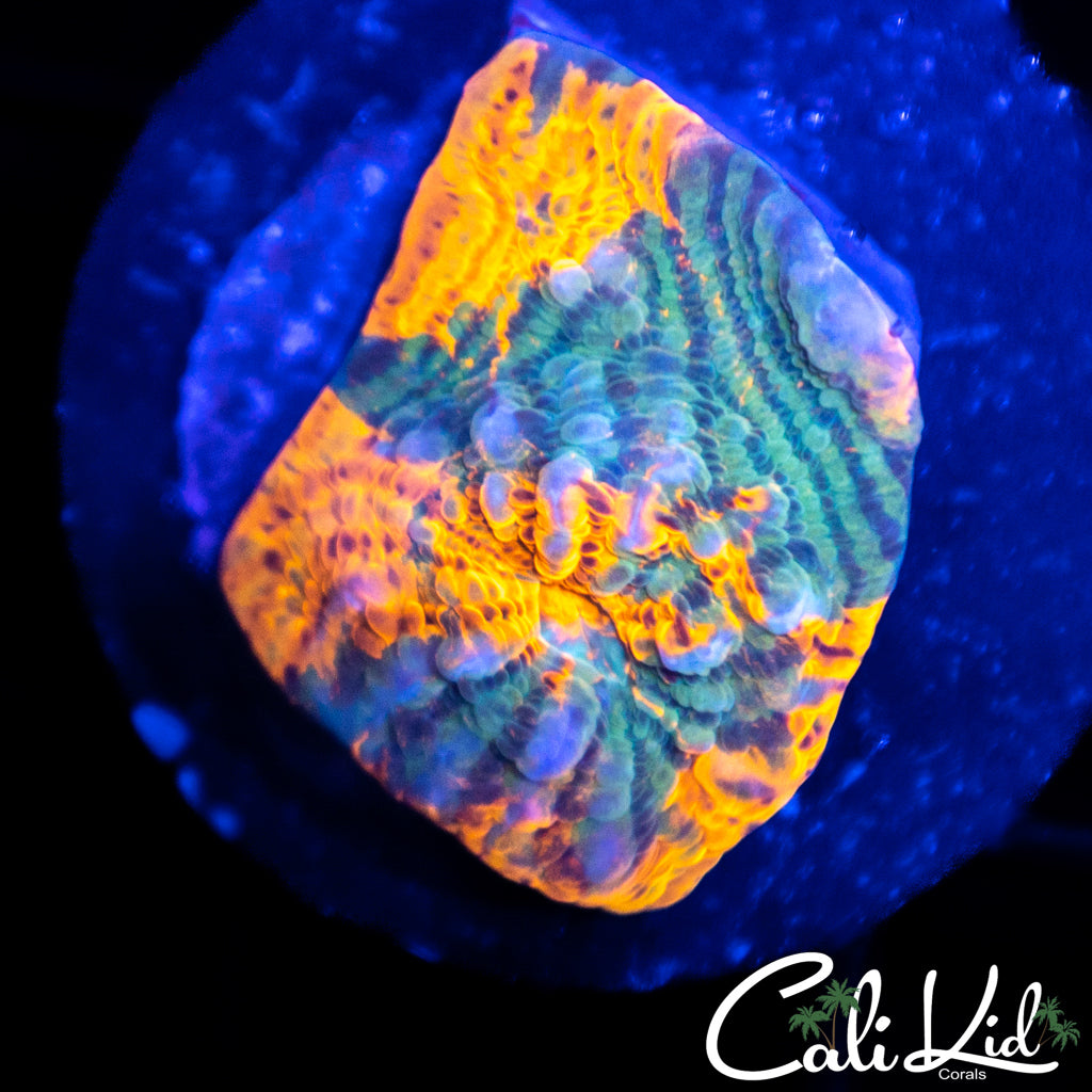 CK Grafted Convict Chalice