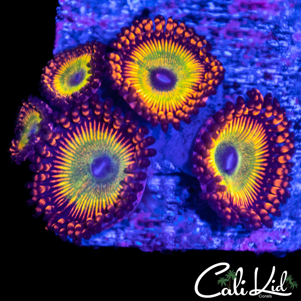 Bowser Type Paly Mini Colony