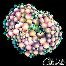 Load image into Gallery viewer, CK Bounce Ricordia Large
