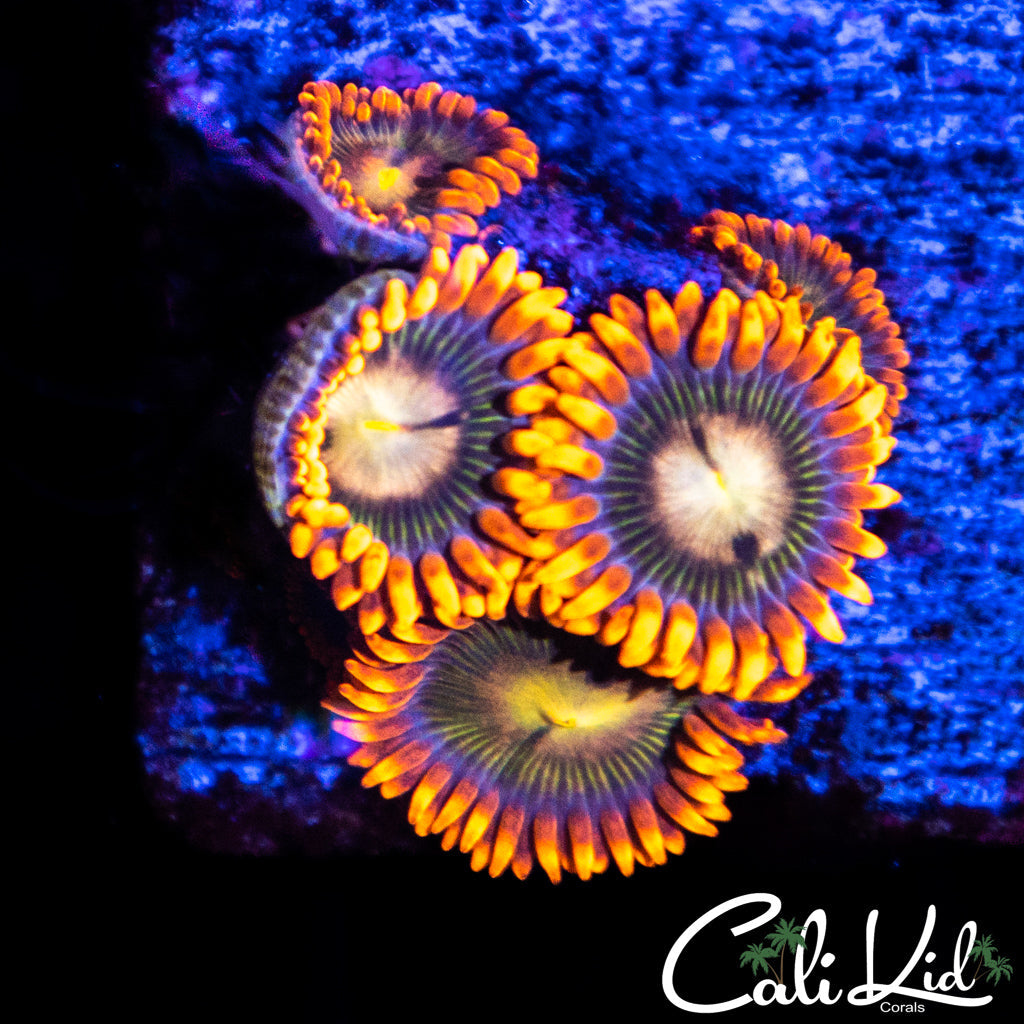 CK Haterade Mini Colony