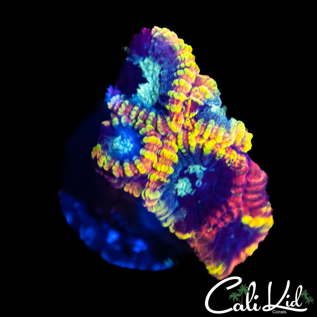 Yellow Submarine Favia