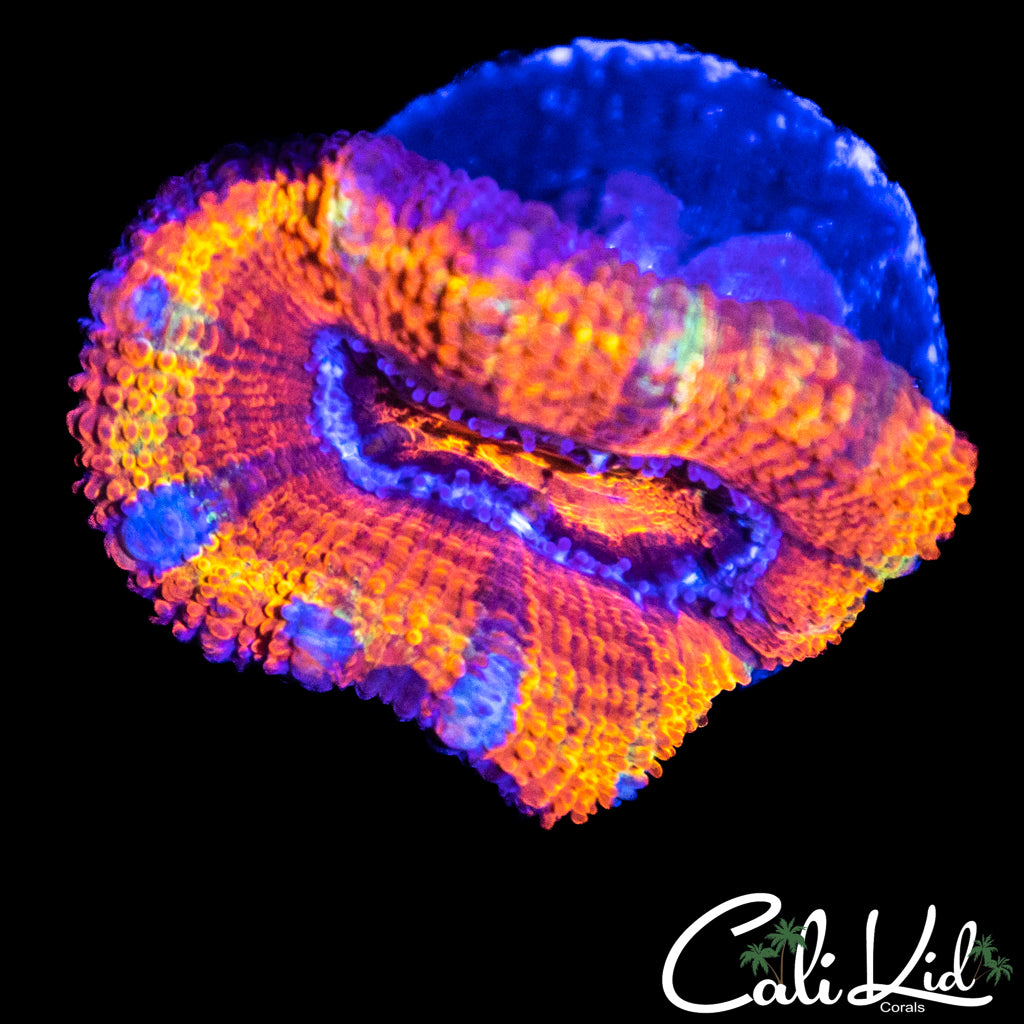 Ultra Acan