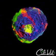 Load image into Gallery viewer, CK Candyland Chalice
