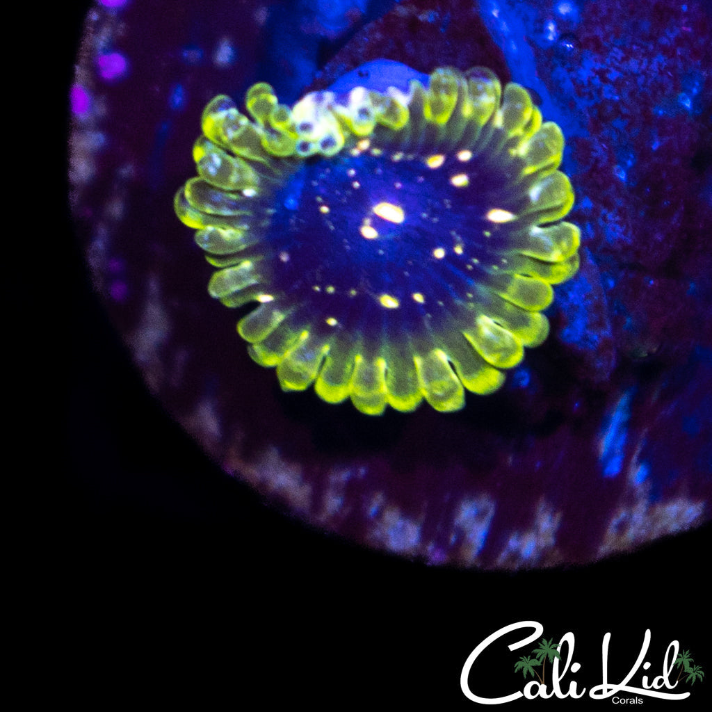 Exosphere