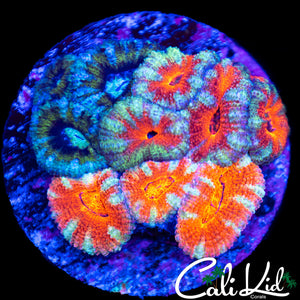 Assorted Acan Colony