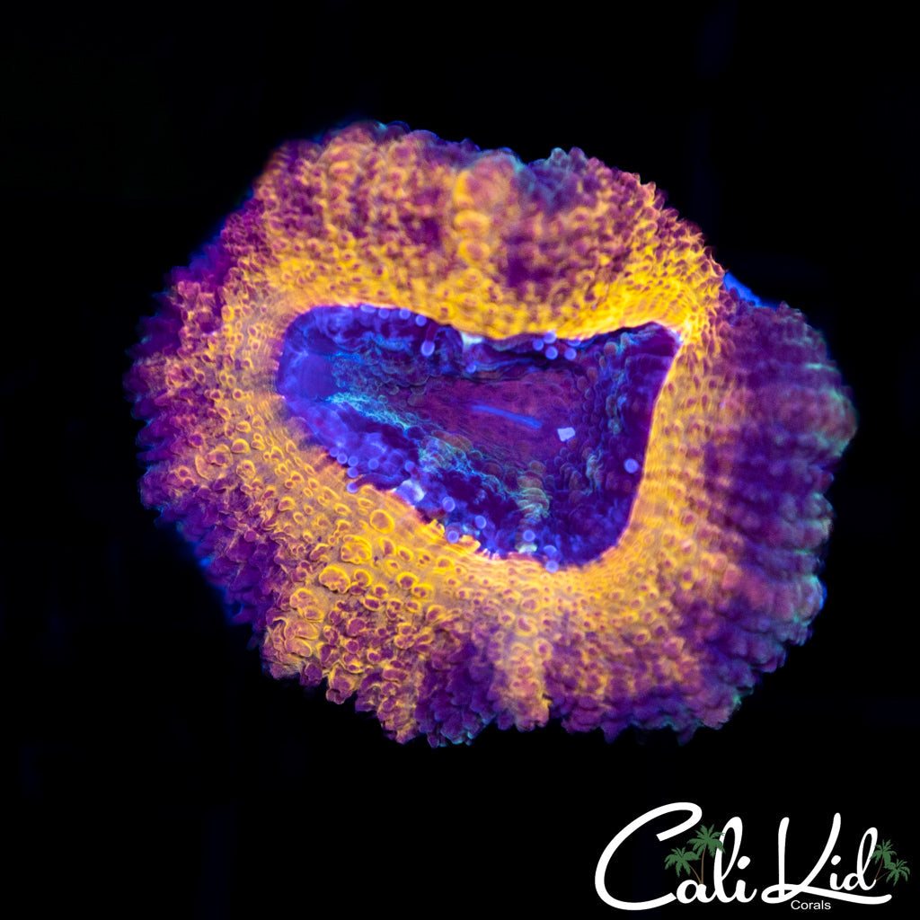 CK Abyss Acan