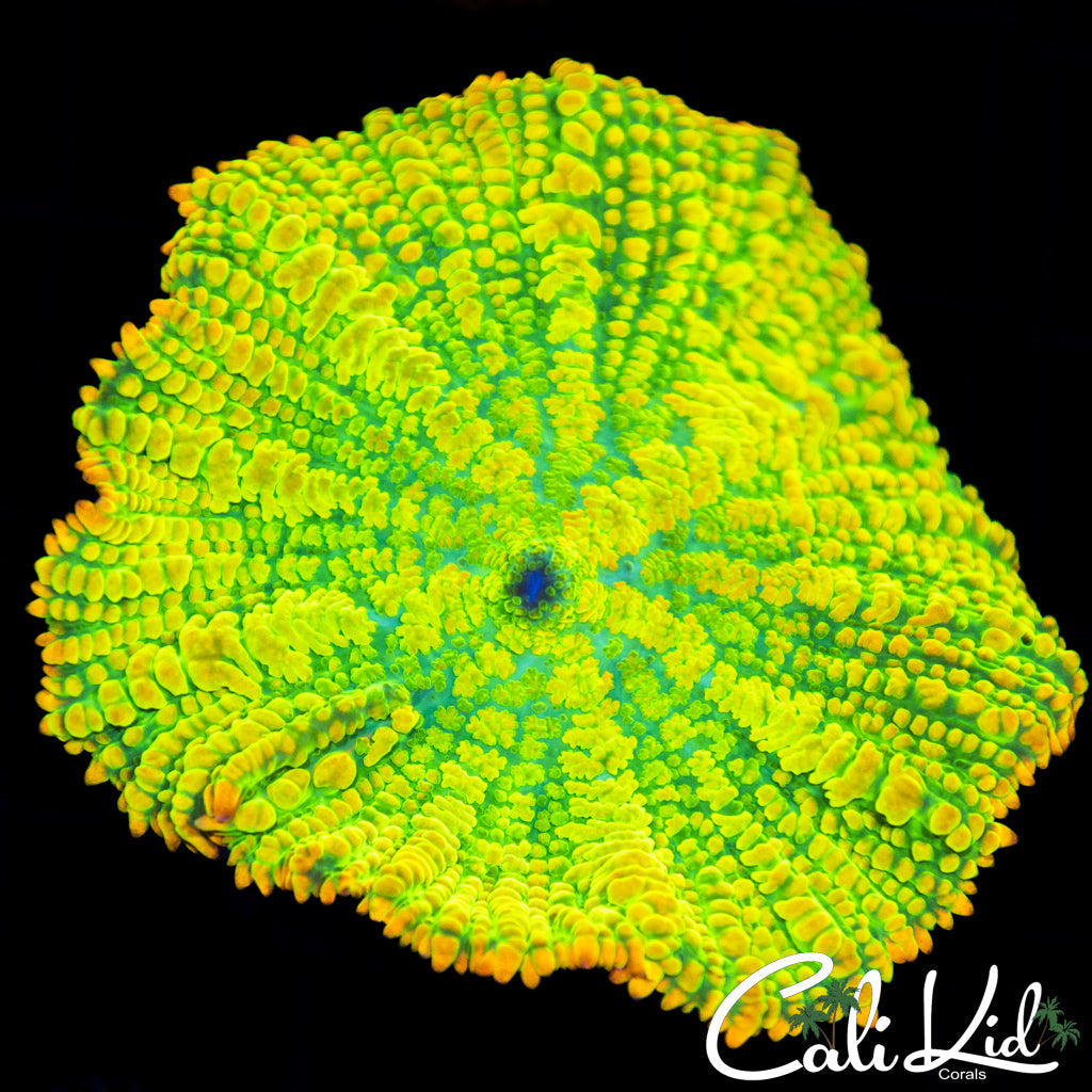 XL Rainbow Rhodactis