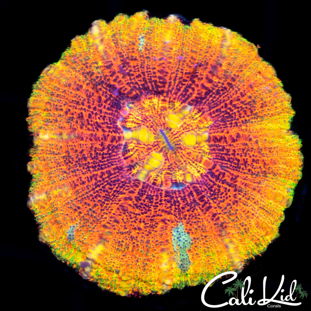 CK Master Button Scoly