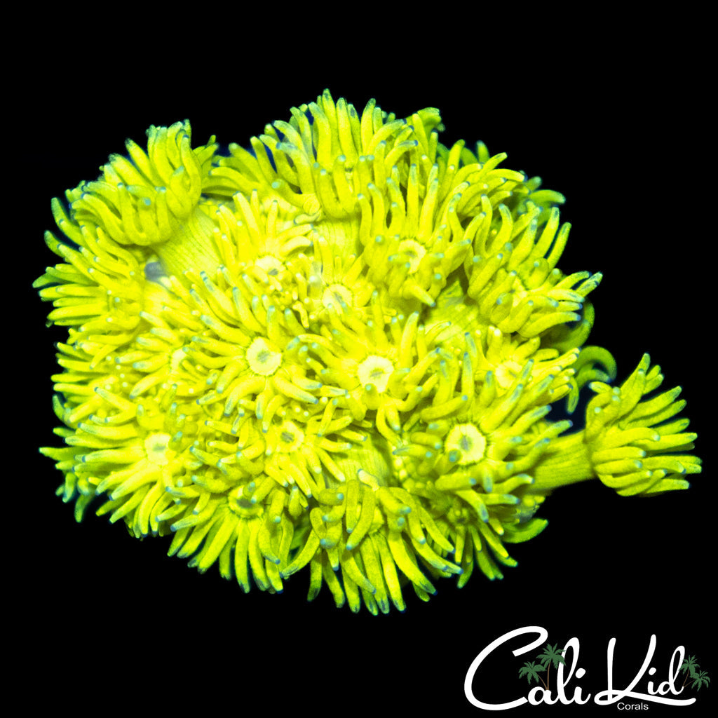 CK Banana Bay Goni