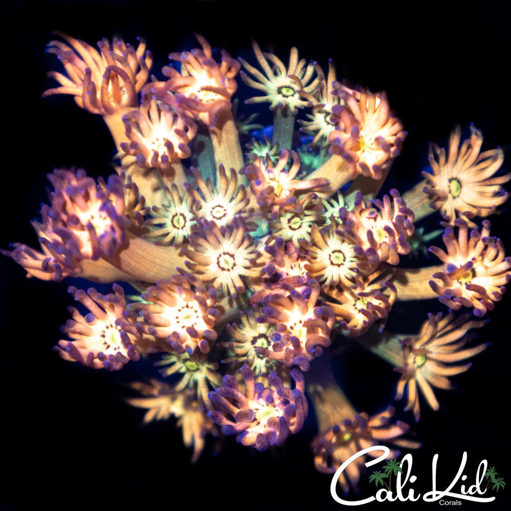 CK Orgasmic Goni (Grafted)