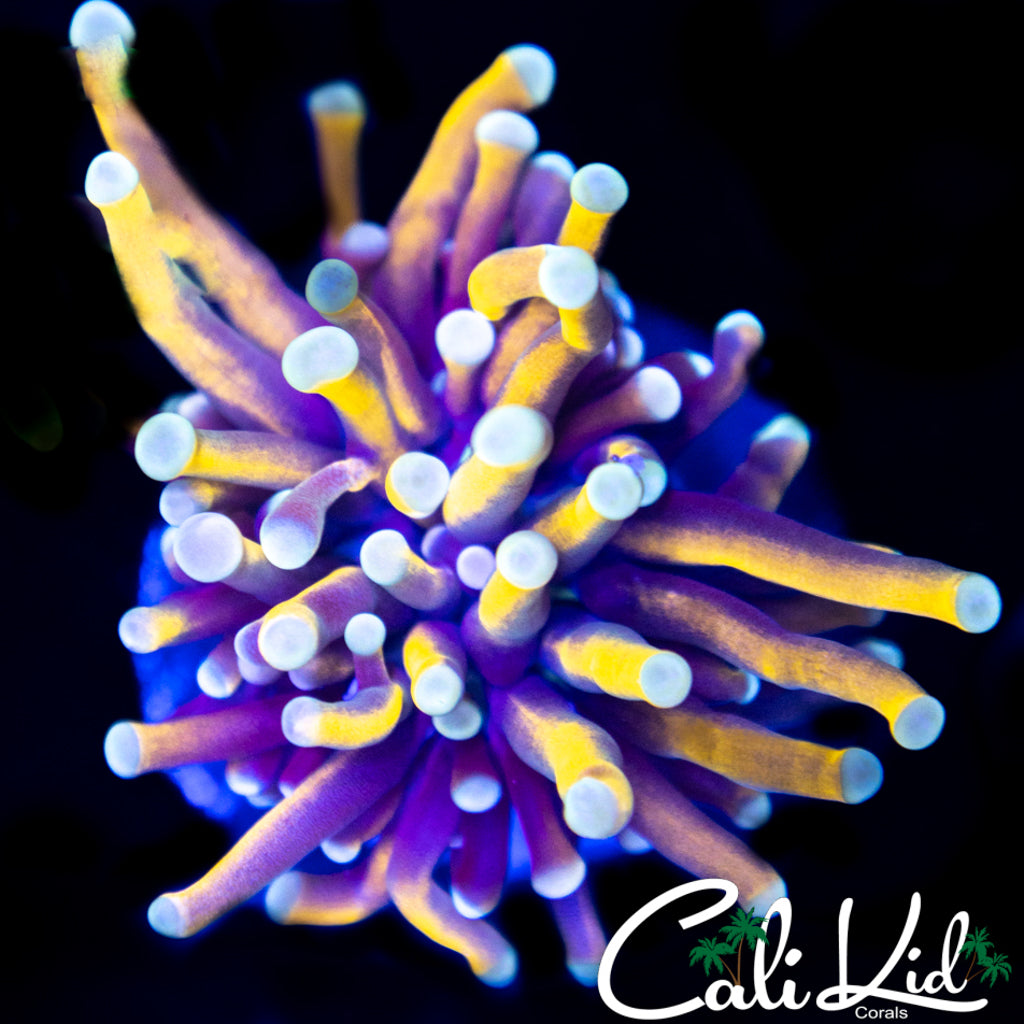 Indo Gold Torch