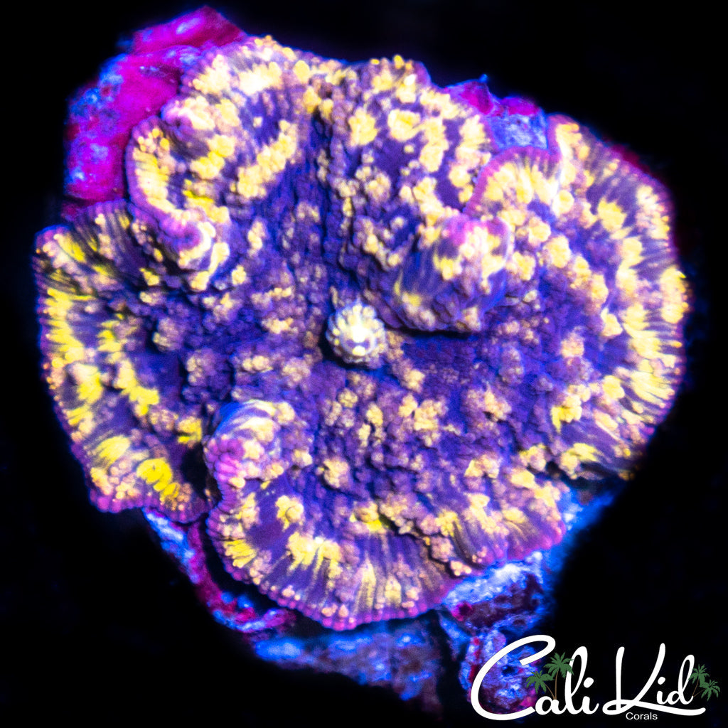 Rare Disco Mushroom