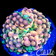 Load image into Gallery viewer, CK Bounce Ricordia Large
