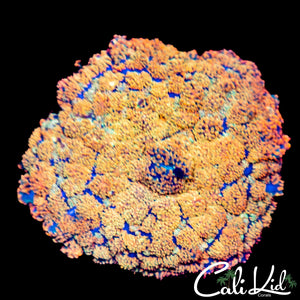 Golden Jewel Rhodactis