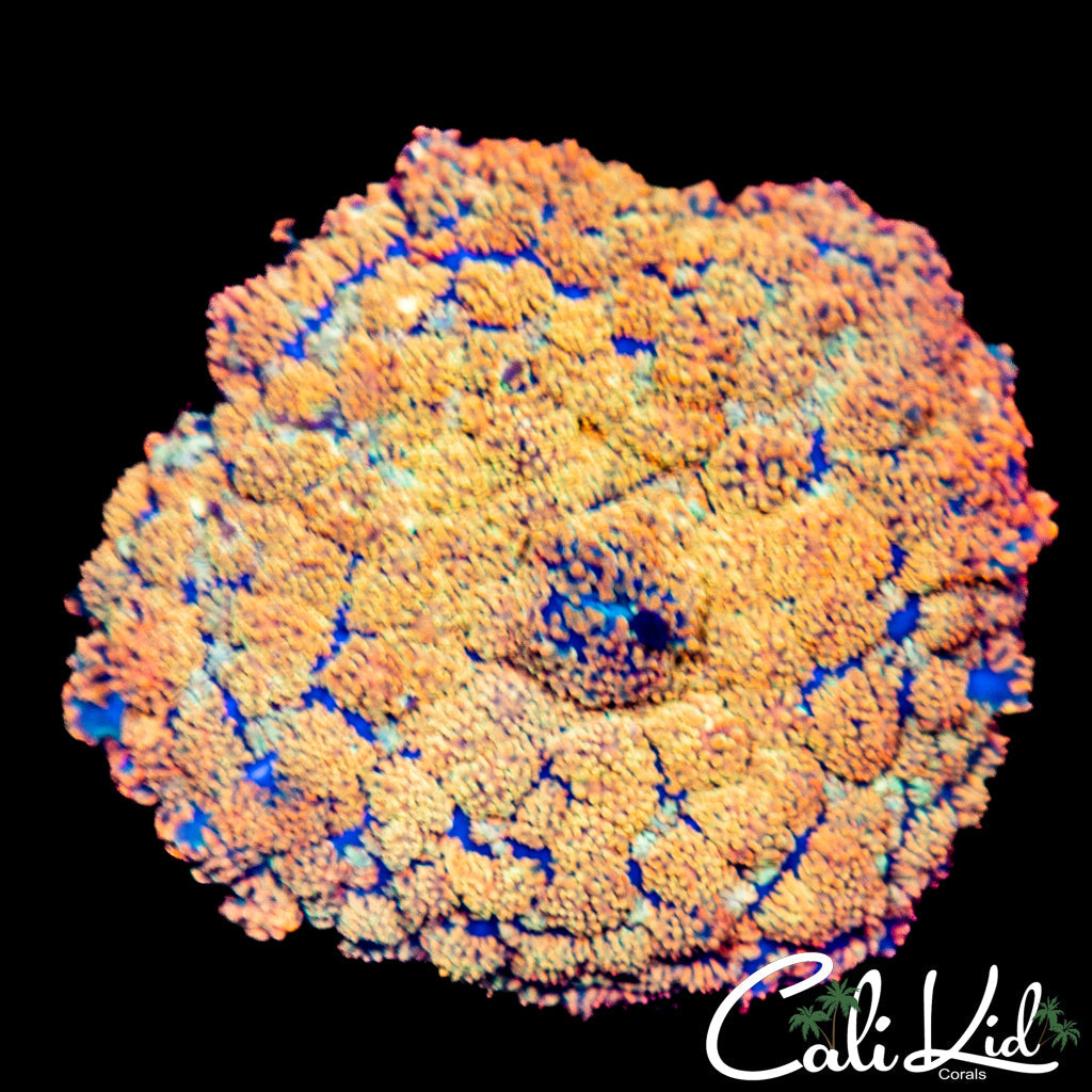 Golden Jewel Rhodactis