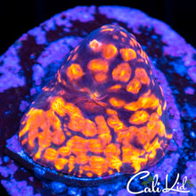 Load image into Gallery viewer, CK Montecristo Chalice
