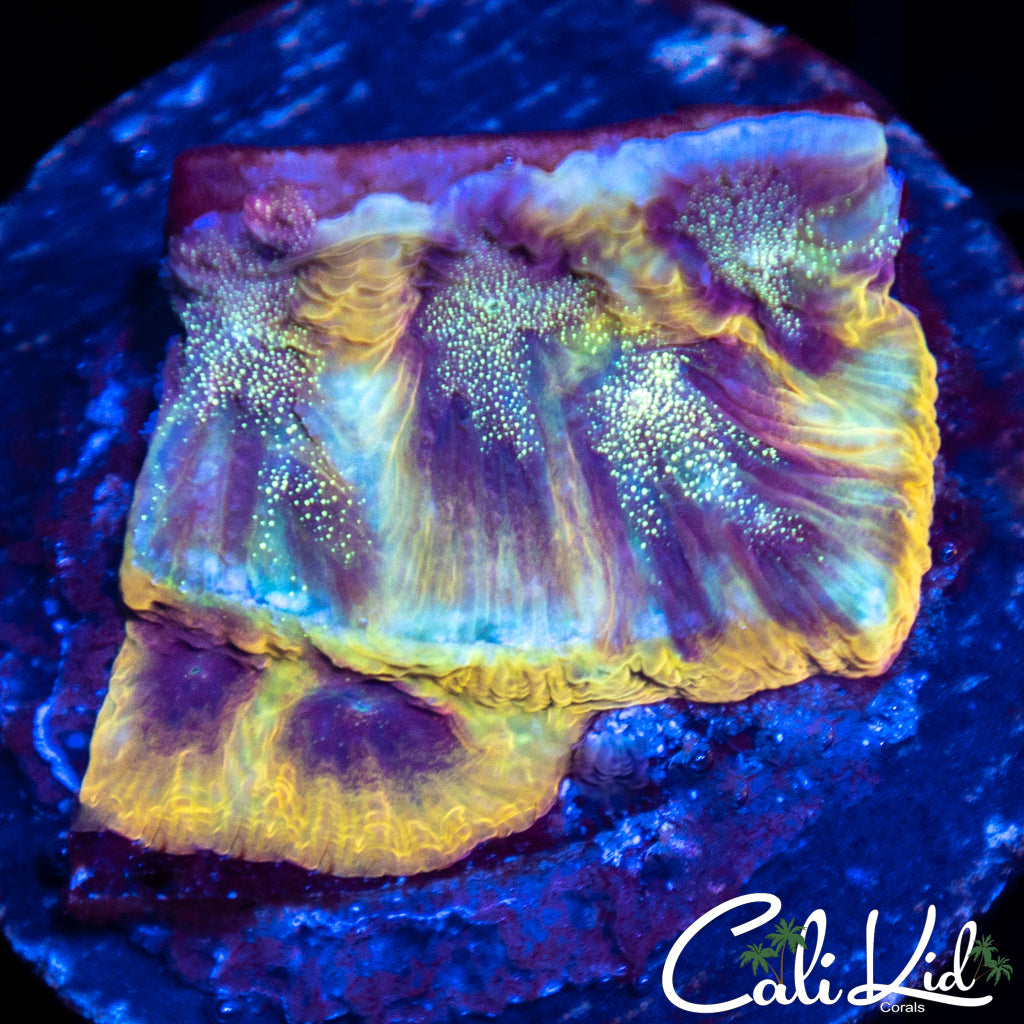 JF Gold Rush Favia