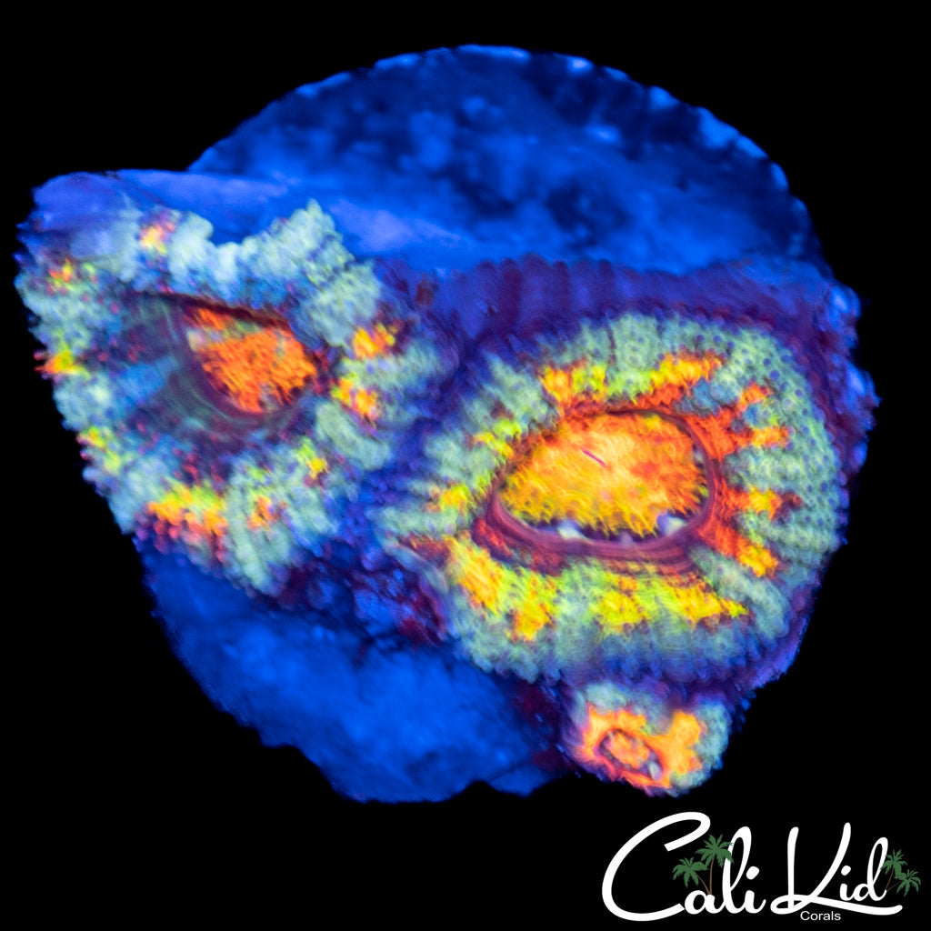 Insane Rainbow Acan Double