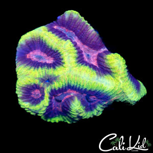 Ultra Acan Platy