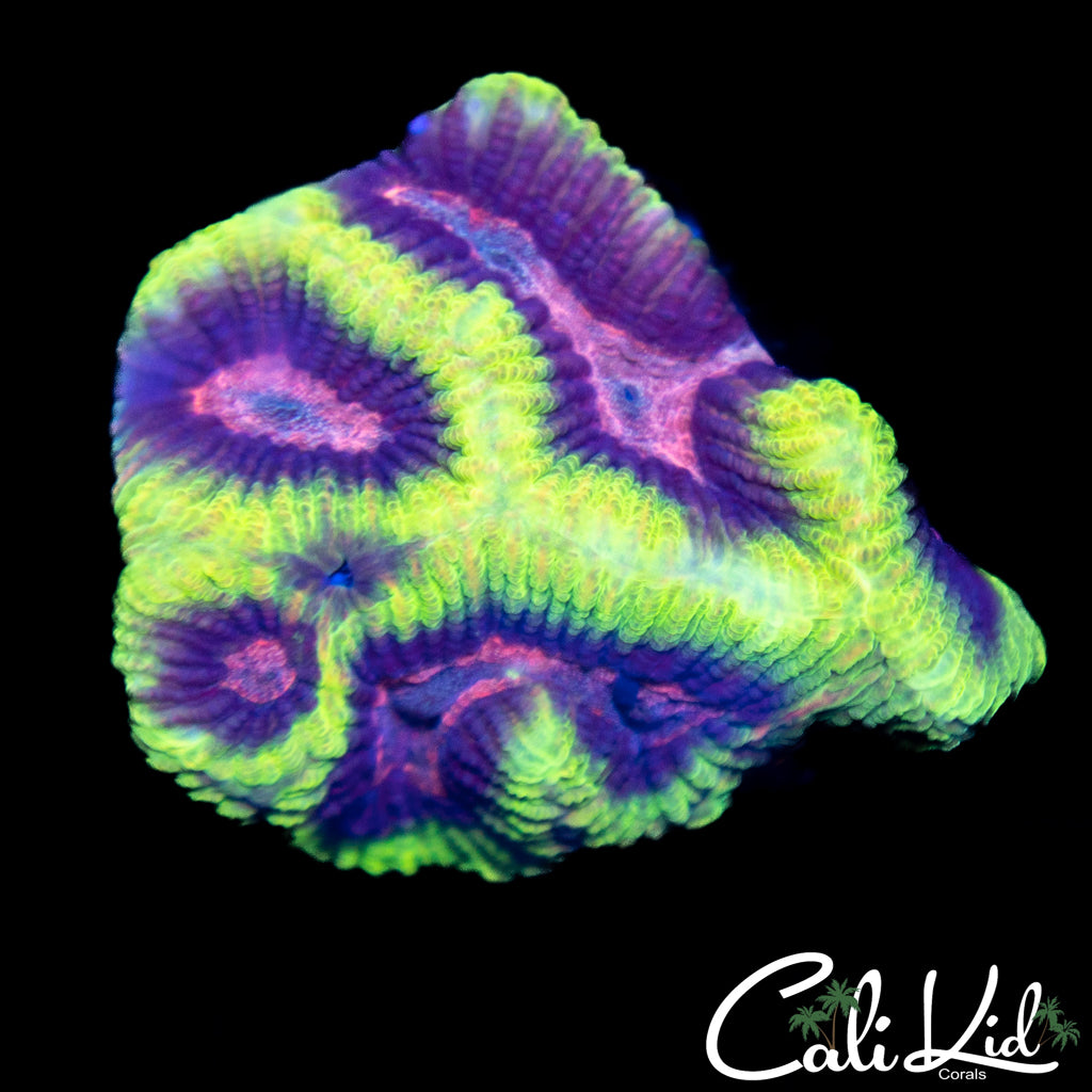 Ultra Acan Platy