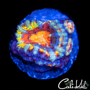 Insane Rainbow Acan w/ Babies