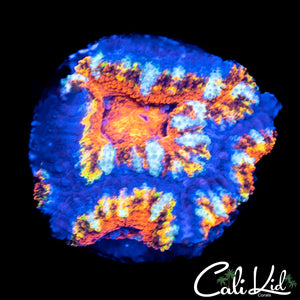 Rainbow Acan Triple