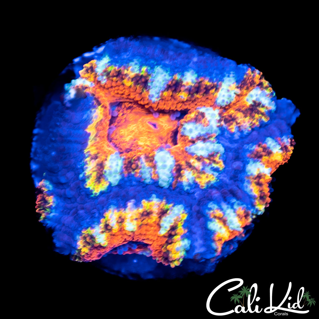 Rainbow Acan Triple