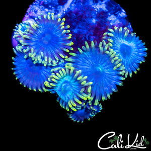Ultra Zoa Mini Colony