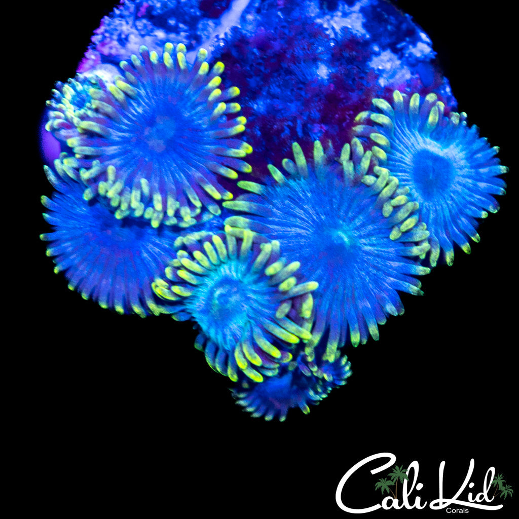 Ultra Zoa Mini Colony