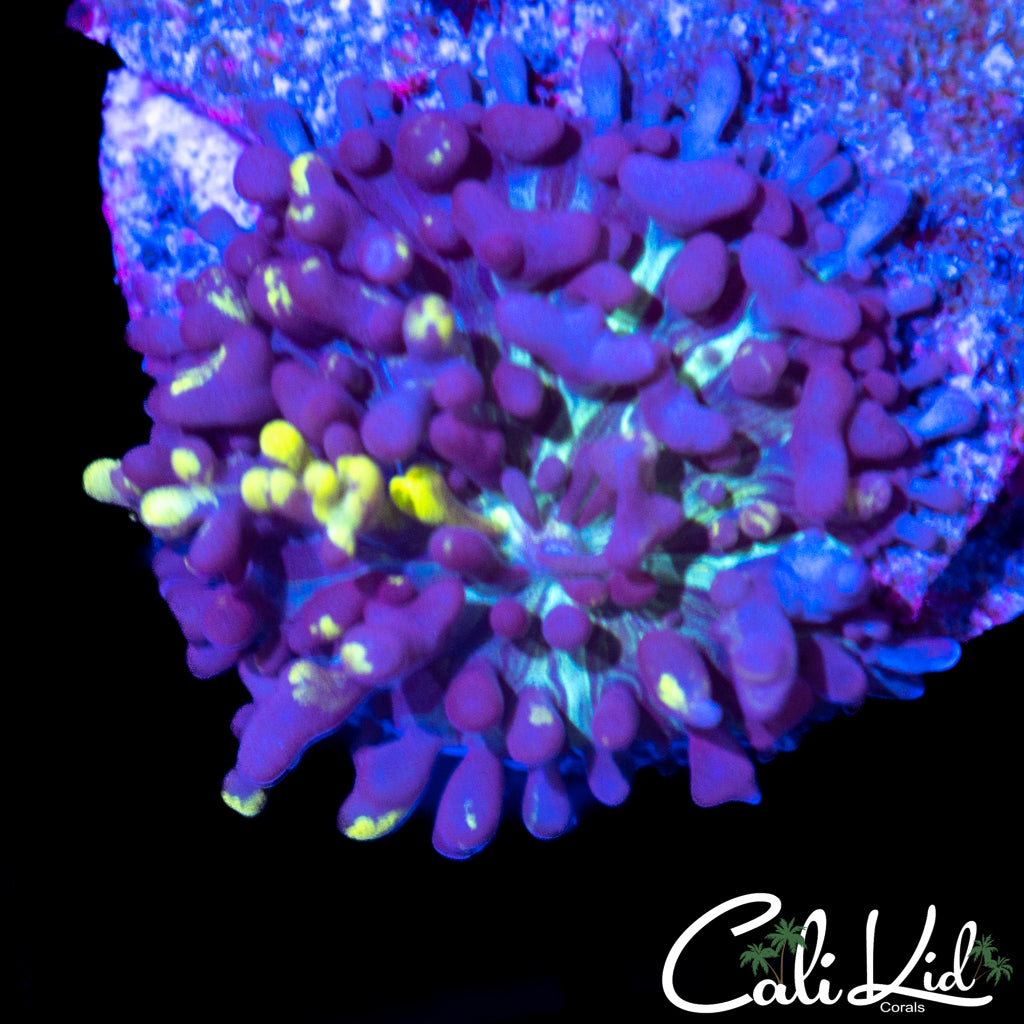 Magic Carpet Mushroom