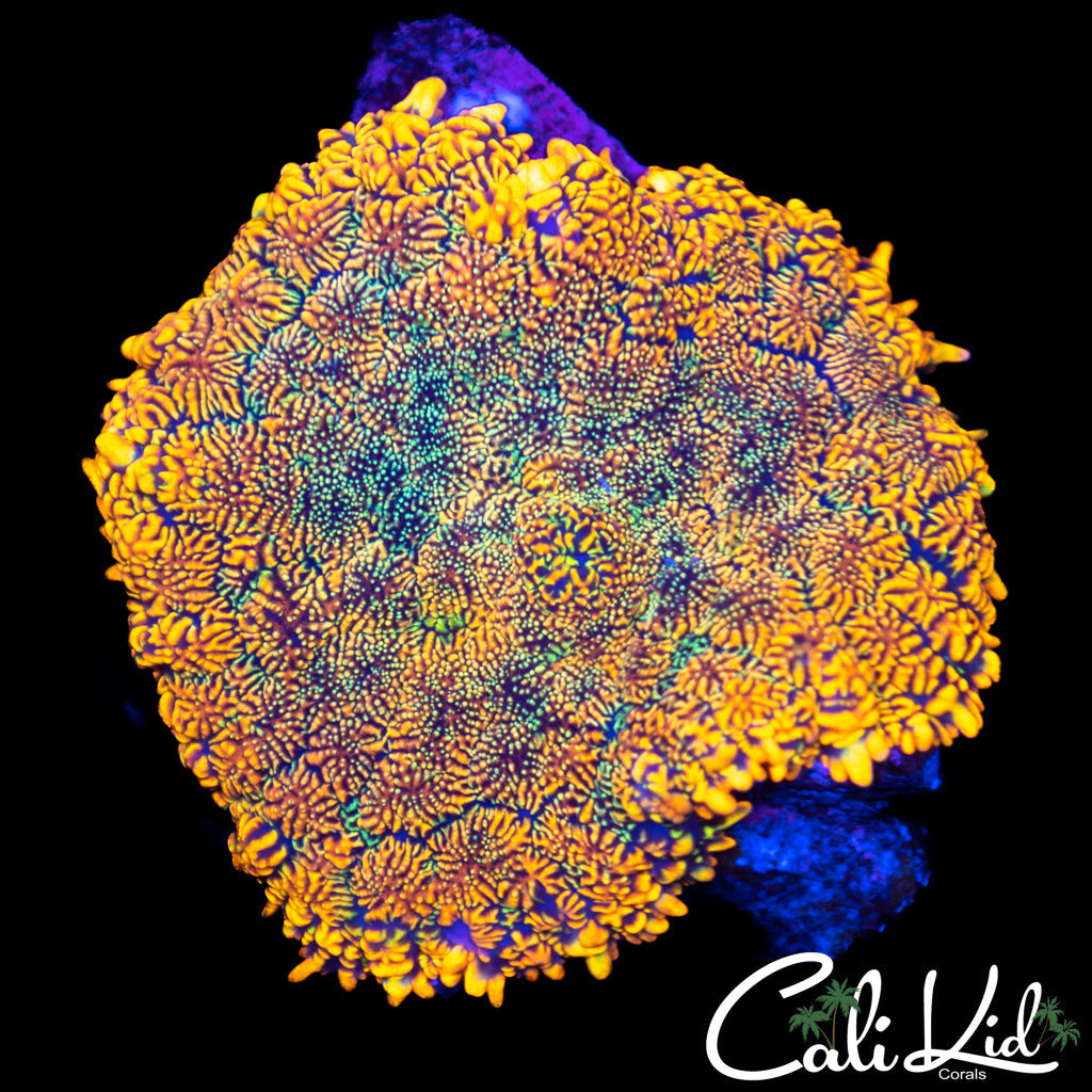 Large Ragin Red Rhodactis Double