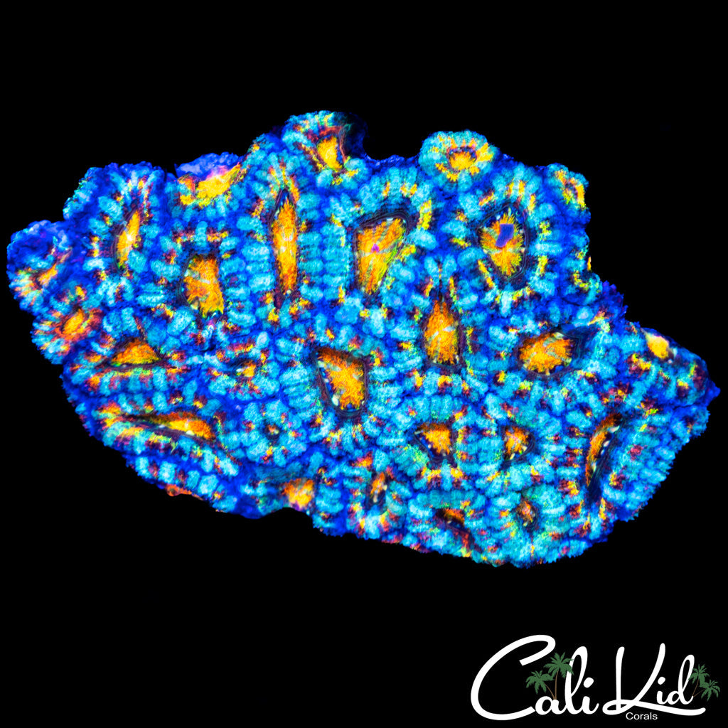 Ultimate Rainbow Acan Colony