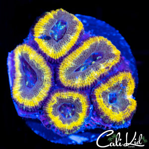 CK Ganga Acan Mini