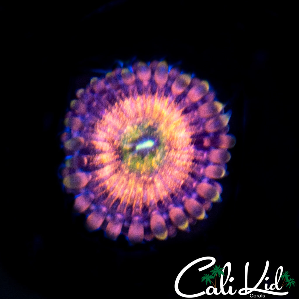 Chong Bong Zoa